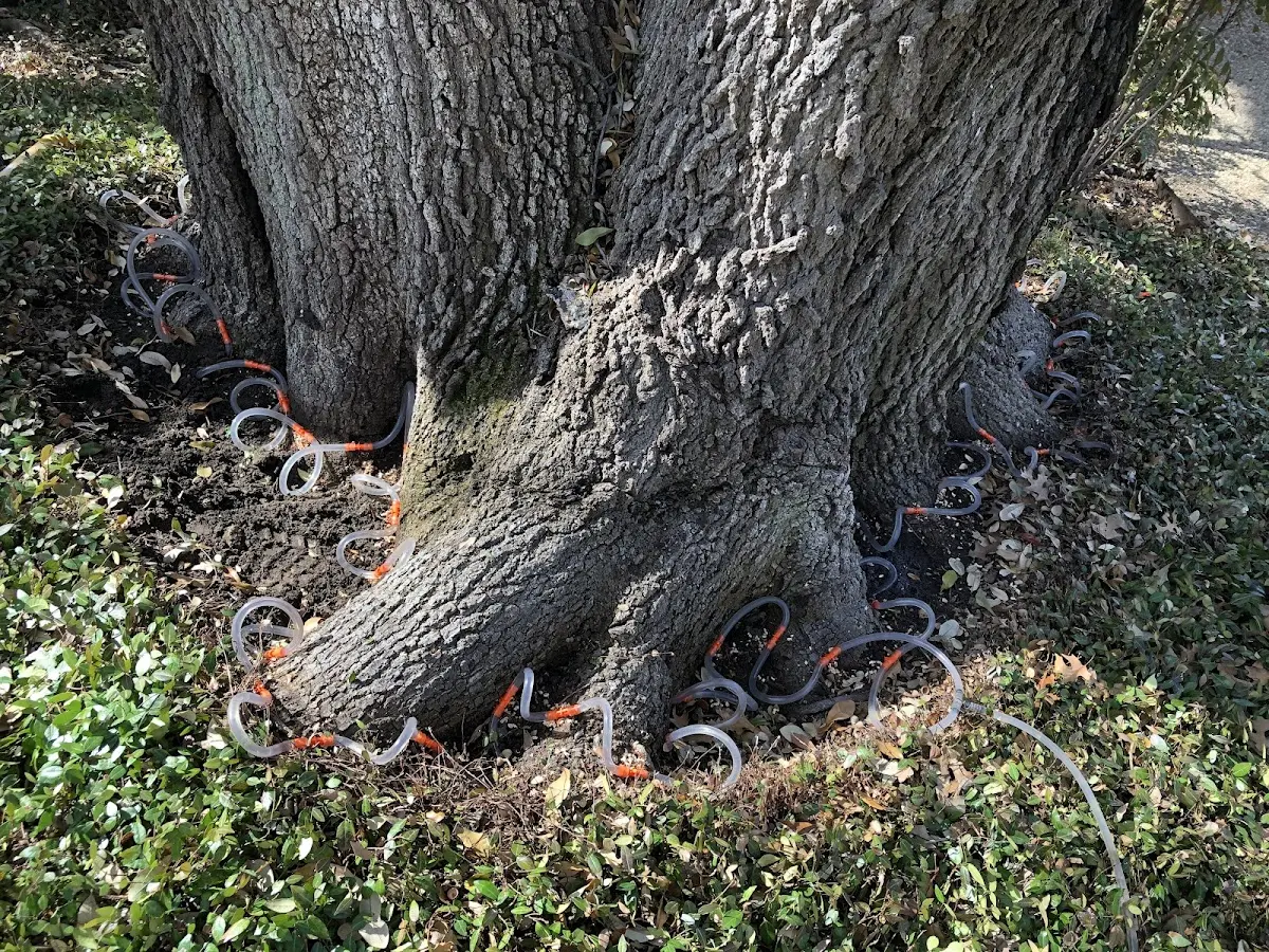 Detailed Tree Cabling and Bracing job site in Clarington